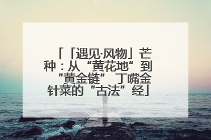 「遇见·风物」芒种：从“黄花地”到“黄金链” 丁嘴金针菜的“古法”经