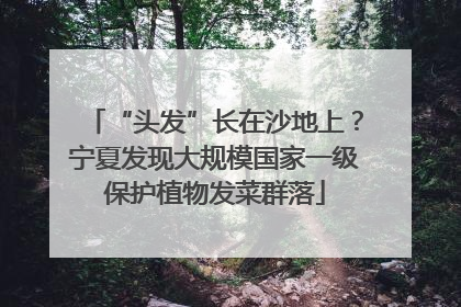 “头发”长在沙地上？宁夏发现大规模国家一级保护植物发菜群落