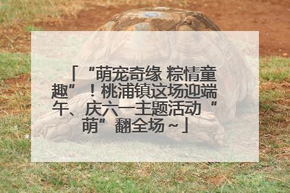 “萌宠奇缘 粽情童趣”！桃浦镇这场迎端午、庆六一主题活动“萌”翻全场～