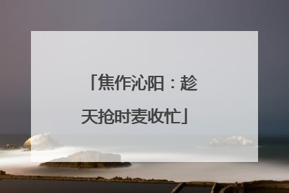 焦作沁阳：趁天抢时麦收忙