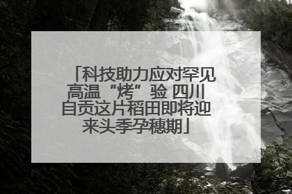 科技助力应对罕见高温“烤”验 四川自贡这片稻田即将迎来头季孕穗期