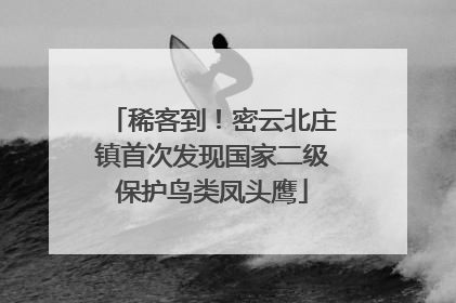 稀客到！密云北庄镇首次发现国家二级保护鸟类凤头鹰