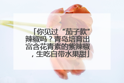 你见过“茄子款”辣椒吗？青岛培育出富含花青素的紫辣椒，生吃自带水果甜