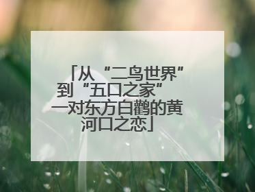 从“二鸟世界”到“五口之家” 一对东方白鹳的黄河口之恋