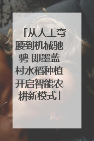 从人工弯腰到机械驰骋 即墨蓝村水稻种植开启智能农耕新模式