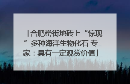 合肥罍街地砖上“惊现”多种海洋生物化石 专家：具有一定观赏价值