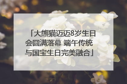 大熊猫迈迈8岁生日会圆满落幕 端午传统与国宝生日完美融合