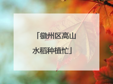 徽州区高山水稻种植忙