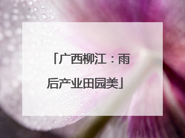 广西柳江：雨后产业田园美