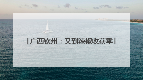 广西钦州：又到辣椒收获季