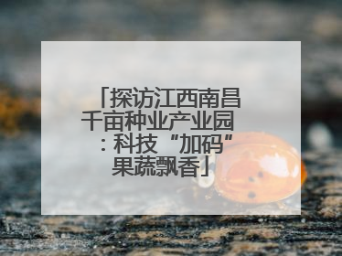探访江西南昌千亩种业产业园：科技“加码” 果蔬飘香