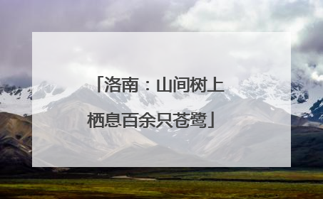 洛南：山间树上栖息百余只苍鹭
