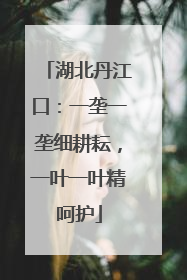 湖北丹江口：一垄一垄细耕耘，一叶一叶精呵护