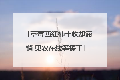 草莓西红柿丰收却滞销 果农在线等援手