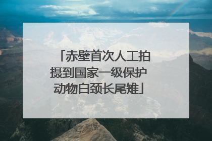 赤壁首次人工拍摄到国家一级保护动物白颈长尾雉