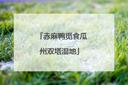 赤麻鸭觅食瓜州双塔湿地