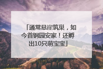 通常悬崖筑巢，如今首钢园安家！还孵出10只萌宝宝