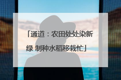 通道：农田处处染新绿 制种水稻移栽忙