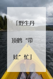 野生丹顶鹤“带娃”忙